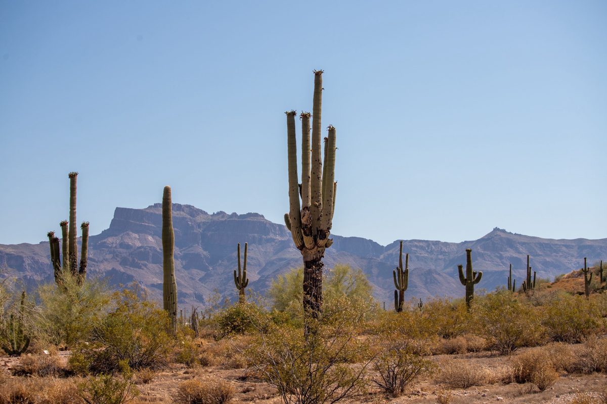 Saguaro cactus and desert mountains in Arizona